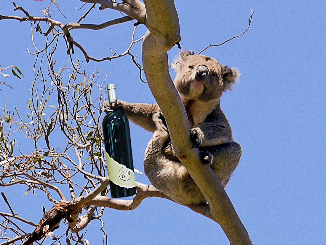 Melbourne Koala